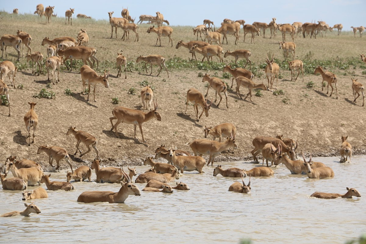 Understanding Mass Mortality In Saiga Antelope Population Lifewatch 