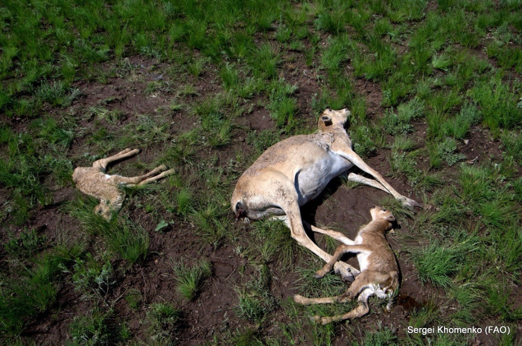 Understanding Mass Mortality In Saiga Antelope Population Lifewatch 