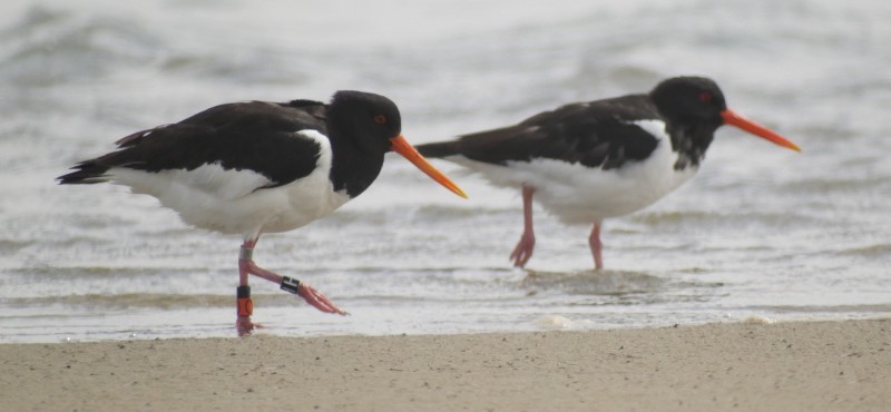 Our bird tracking data are now archived on GBIF and OBIS!