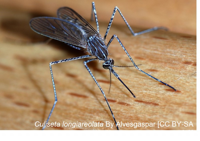 First Detections of Culiseta longiareolata (Diptera: Culicidae) in Belgium and the Netherlands 