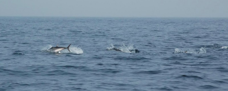 European Tracking Network for fish has reached over 500 million detections