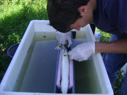 Novel insights on European eel inferred from acoustic telemetry