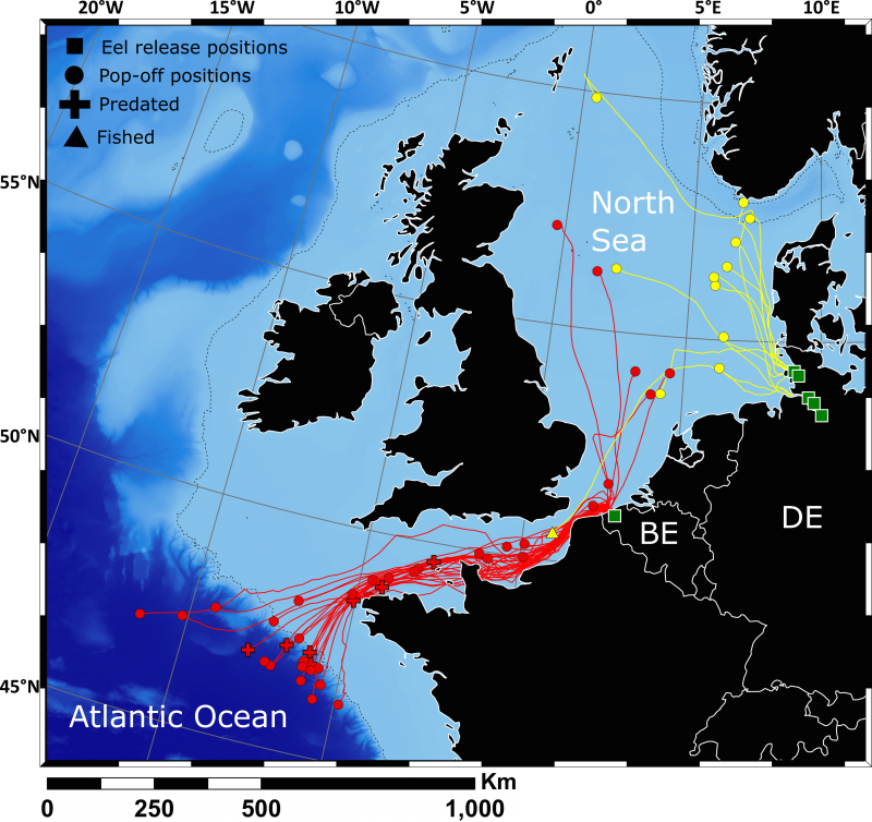 Mapping the eel migration routes 