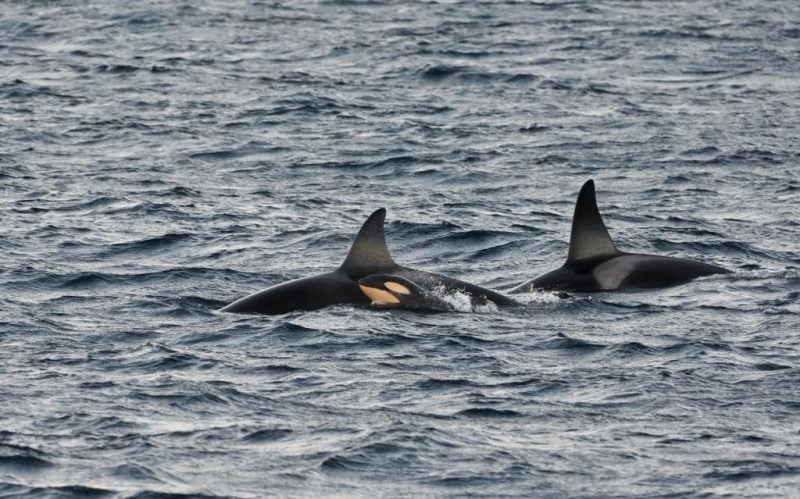 LifeWatch collaborates with all-women expedition studying orcas and whales above the Arctic circle