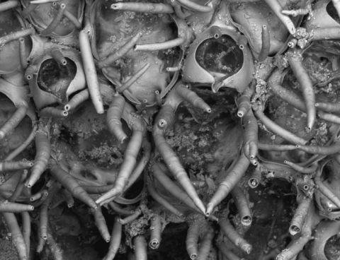 WoRMS and Aphia: a major update for Bryozoan species in collaboration with Bryozoa.net WoRMS and Aphia: a major update for Bryozoan species in collaboration with Bryozoa.net