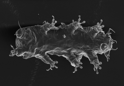 World List of Tardigrada launched World List of Tardigrada launched