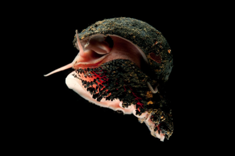 Ocean Census and WoRMS Announce Partnership to Enhance Rapid Discovery and Identification of Marine Life Ocean Census and WoRMS Announce Partnership to Enhance Rapid Discovery and Identification of Marine Life