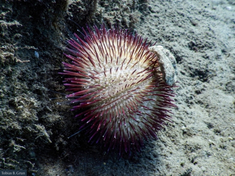 WoRMS Philanthropy grants 2020 WoRMS Philanthropy grants 2020