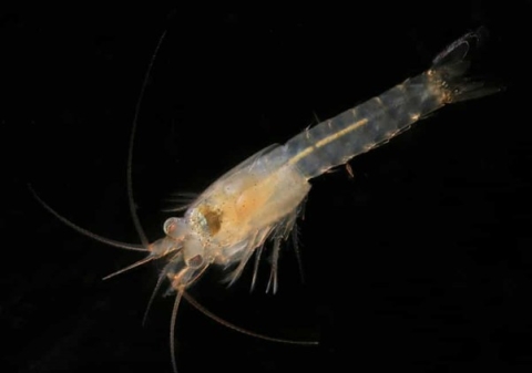 WoRMS press release: Ten remarkable new marine species from 2021 WoRMS press release: Ten remarkable new marine species from 2021