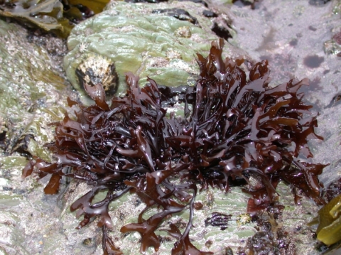 WoRMS and Aphia: a major update for AlgaeBase species WoRMS and Aphia: a major update for AlgaeBase species