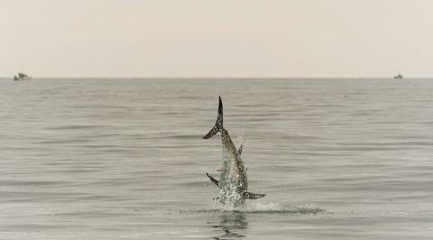3.5 million project aims to solve mysteries about fish migration through main European swimways 3.5 million project aims to solve mysteries about fish migration through main European swimways