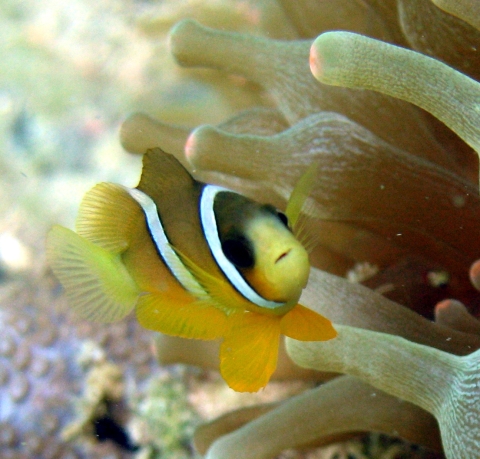 Launch of the Hong-Kong Register of Marine Species – HKRMS -, a new regional list within WoRMS.