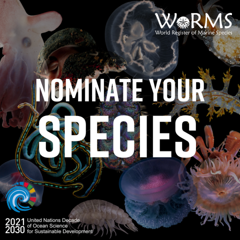 Call for nominations for the WoRMS Top-Ten Marine Species of 2024 Call for nominations for the WoRMS Top-Ten Marine Species of 2024