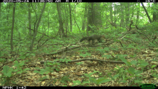 Rare European pine marten captured by the camera trap network Rare European pine marten captured by the camera trap network
