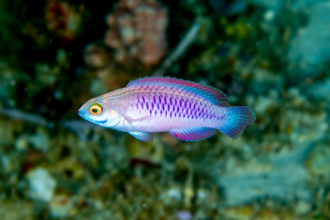 WoRMS press release: Ten remarkable new marine species from 2019 WoRMS press release: Ten remarkable new marine species from 2019