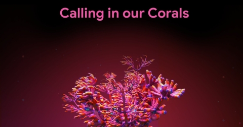 Calling in our Corals: citizens helping to recognise underwater sounds Calling in our Corals: citizens helping to recognise underwater sounds