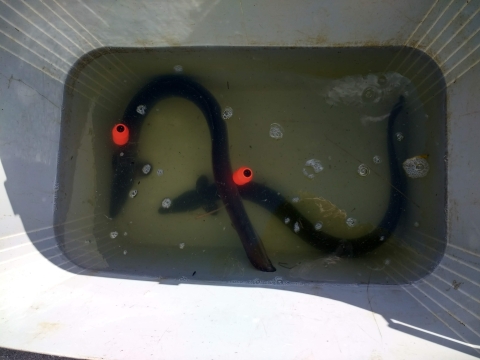 European eels, who are they and where are they going to? European eels, who are they and where are they going to?
