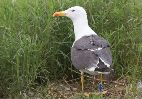 BLOG POST: Can we find the gulls back? BLOG POST: Can we find the gulls back?