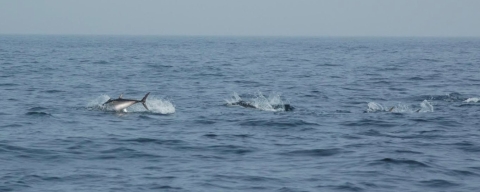 European Tracking Network for fish has reached over 500 million detections European Tracking Network for fish has reached over 500 million detections