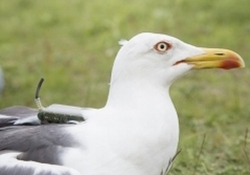 Nutritional Stress Causes Heterogeneous Relationships with Multi-Trait FA in Lesser Black-Backed Gull Chicks Nutritional Stress Causes Heterogeneous Relationships with Multi-Trait FA in Lesser Black-Backed Gull Chicks