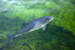 New in the Belgian LifeWatch Marine Observatory: Cetacean Passive Acoustic Network New in the Belgian LifeWatch Marine Observatory: Cetacean Passive Acoustic Network