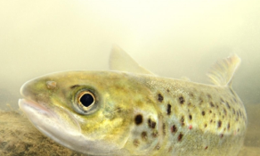 The migratory fish need our help! The migratory fish need our help!