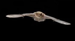 International symposium searches solutions for migrating bats International symposium searches solutions for migrating bats