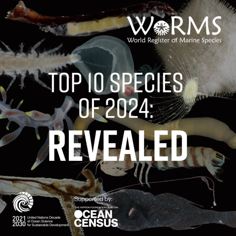 WoRMS press release: Ten remarkable new marine species from 2024