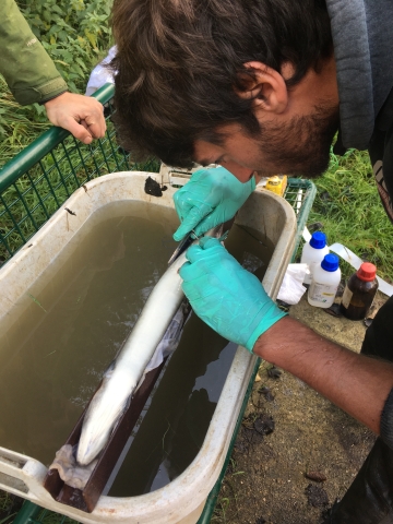 Swimming with the tide: migration behaviour of European silver eel in the Schelde Estuary. Swimming with the tide: migration behaviour of European silver eel in the Schelde Estuary.