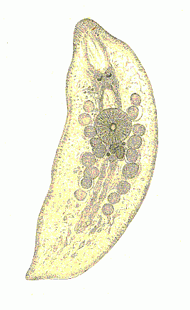 Turbellarian WoRMS portal launched Turbellarian WoRMS portal launched