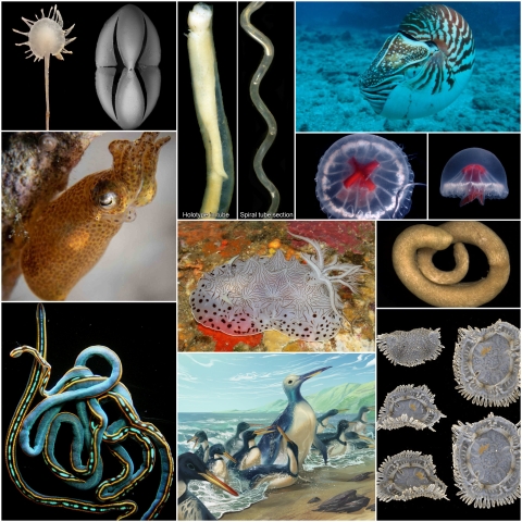 WoRMS press release: Ten remarkable new marine species from 2023 WoRMS press release: Ten remarkable new marine species from 2023