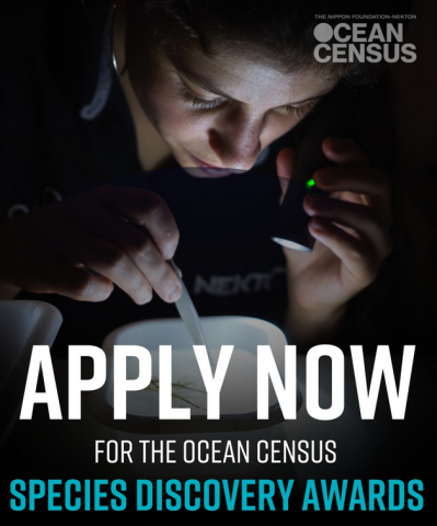 Applications for the Ocean Census Species Discovery Awards 2025 are open