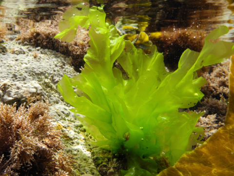 A Taxon-Match tool for AlgaeBase, based on the WoRMS Taxon Match