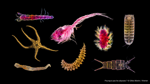 WoRMS partners with International Seabed Authority for enhanced deep-sea taxonomic info & standardization in the Area WoRMS partners with International Seabed Authority for enhanced deep-sea taxonomic info & standardization in the Area