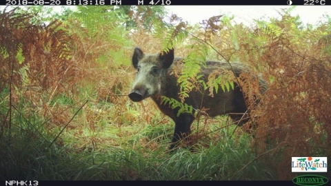 PhD research reveals wild boar behaviour PhD research reveals wild boar behaviour
