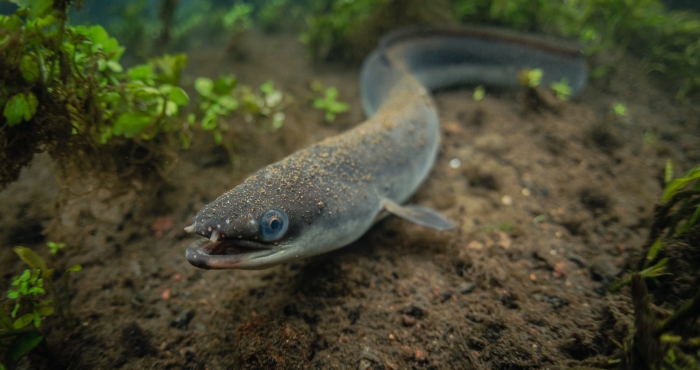 Eel_Credits_Pepe_Brix