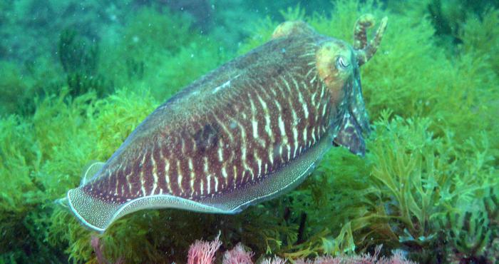 WoRMS: now truly marine and extant!