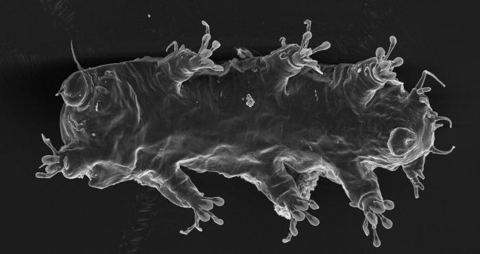 World List of Tardigrada launched World List of Tardigrada launched