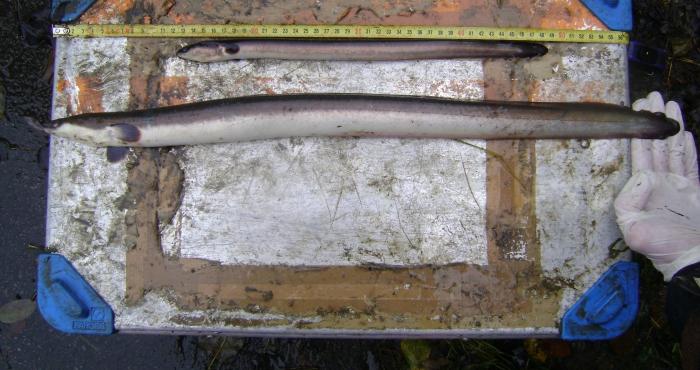 Taxonomy and beyond: ecological trait information in Aphia and WoRMS