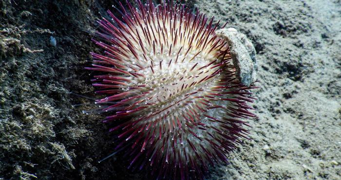 WoRMS Philanthropy grants 2020