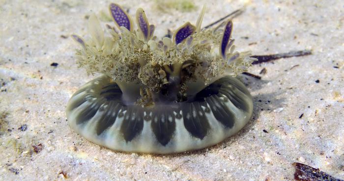 WoRMS Philanthropy grants 2019 WoRMS Philanthropy grants 2019
