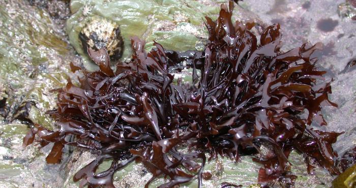 WoRMS and Aphia: a major update for AlgaeBase species WoRMS and Aphia: a major update for AlgaeBase species