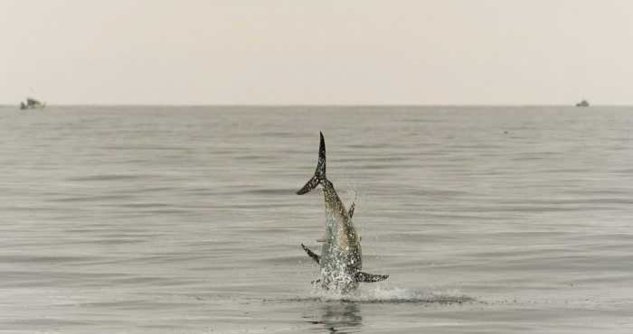 3.5 million project aims to solve mysteries about fish migration through main European swimways