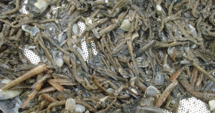 World Oceans Day: LifeWatch contributions to the World Ocean Assessment Report