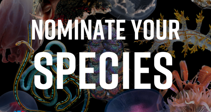 Call for nominations for the WoRMS Top-Ten Marine Species of 2024 Call for nominations for the WoRMS Top-Ten Marine Species of 2024