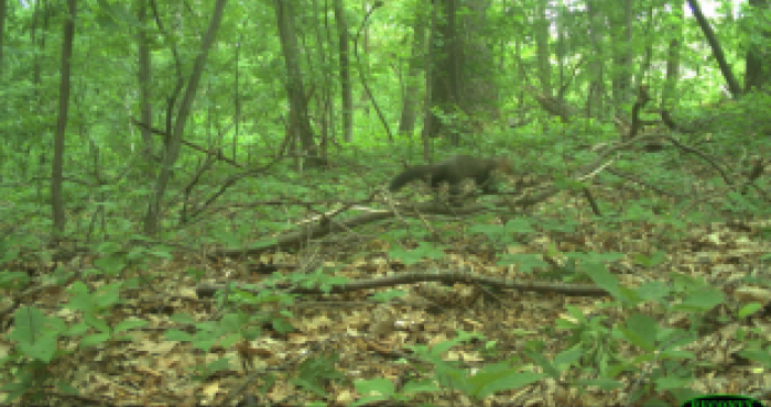 Rare European pine marten captured by the camera trap network Rare European pine marten captured by the camera trap network
