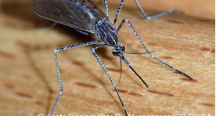 First Detections of Culiseta longiareolata (Diptera: Culicidae) in Belgium and the Netherlands First Detections of Culiseta longiareolata (Diptera: Culicidae) in Belgium and the Netherlands