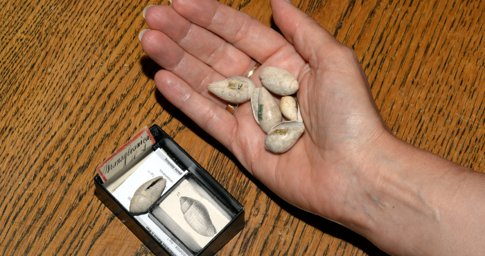 WoRMS is being honored with new genus