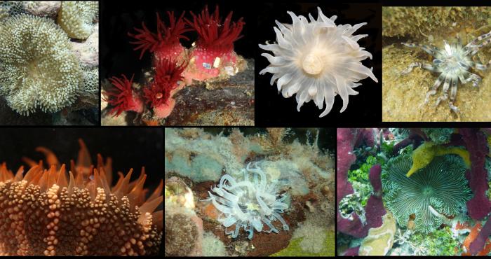 Official launch of the World List of Actiniaria