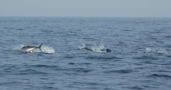 European Tracking Network for fish has reached over 500  million detections 